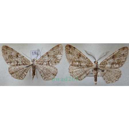 Peribatodes secundaria (Denis & Schiffermüller, 1775) pair Przylepek następnik Czech18g
